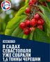 В Севастополе собирают урожай семи сортов черешни