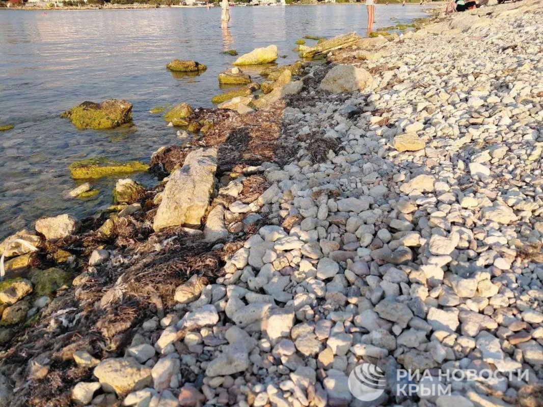 Место встречи – море: как проходит купальный сезон в Севастополе? Место встречи – море: как проходит купальный сезон в Севастополе?