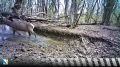 Олени попали в фотоловушку Севприроднадзора — купались и играли у водопоя