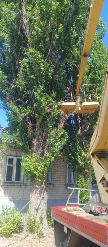 Специалисты МБУ Центр "Благоустройство" выполнили срез трёх аварийных деревьев в переулке Амбулаторном