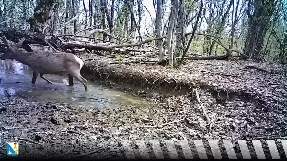 В фотоловушку Севприроднадзора попали купающиеся олени