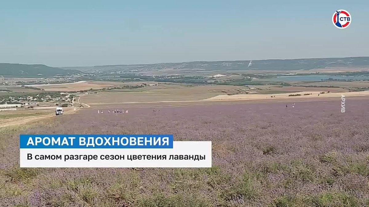 Сезон цветения лаванды – в самом разгаре Лавандовые поля вновь стали одним из самых популярных мест для прогулок и фотосессий. В Севастополе это растение можно встретить не только на полях, но и в парках и скверах. Лаванду...