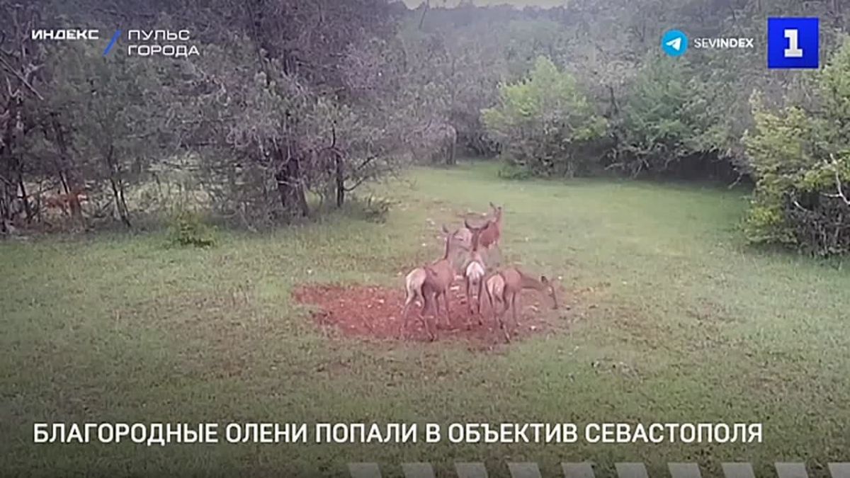 Фотоловушка в лесах Севастополя зафиксировала благородных оленей