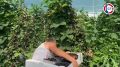 В Севастополе собирают первый урожай ежевики сорта «Блэк Джем» В этом году с плантации площадью полгектара планируют собрать около 8 тонн ягод. На сегодняшний день аграрии уже собрали 2 тонны урожая