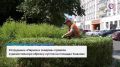 Сотрудники «Парков и скверов» провели художественную обрезку кустов на площади Ушакова