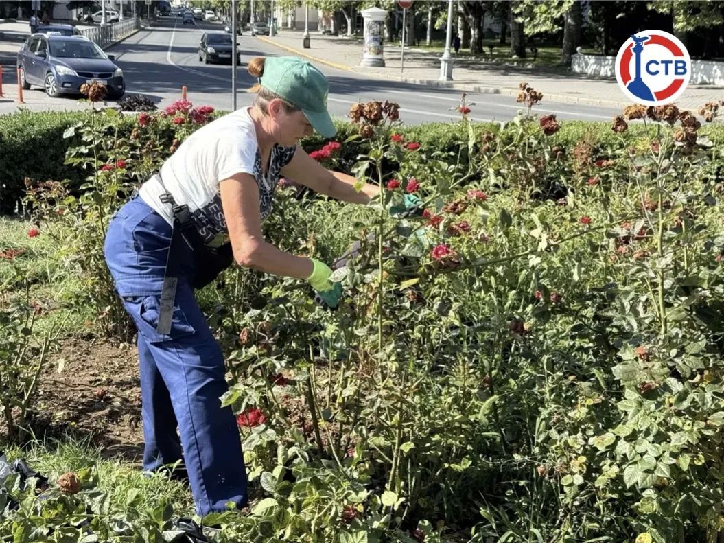 На площади Нахимова начали обрезку роз На площади Нахимова начали обрезку роз