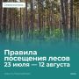 Михаил Развожаев: Леса Севастополя остаются открытыми для прогулок