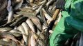 Севастопольские рыбаки получат почти 140 млн рублей на сохранение рабочих мест