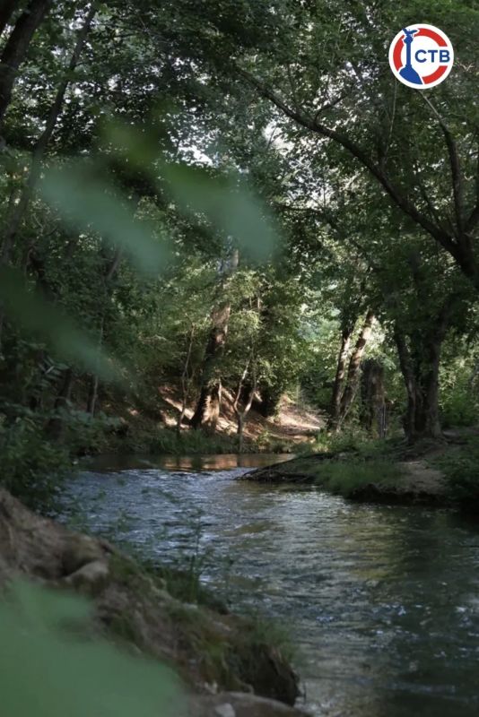 Летние пейзажи Черной речки Летние пейзажи Черной речки