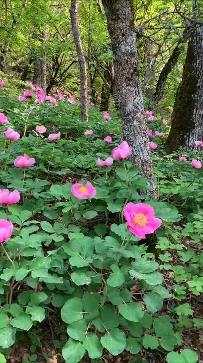 Лес Ласпи расположен в юго-западной части Крыма (Россия), между горным перевалом с таким же названием и мысом Сарыч, недалеко от дороги, соединяющей Ялту и Севастополь