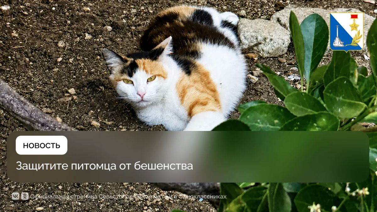Более 210 домашних животных защитили от бешенства в прошлую субботу