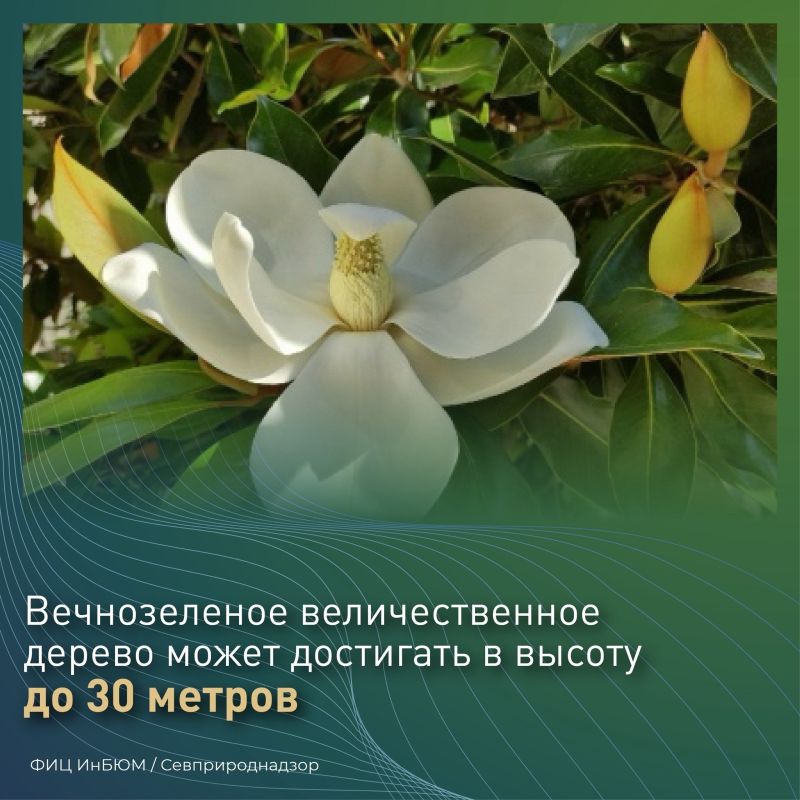 #ПриродаСевастополя. На Приморском бульваре жителей и гостей Севастополя радует прекрасная аллея магнолии крупноцветковой #ПриродаСевастополя. На Приморском бульваре жителей и гостей Севастополя радует прекрасная аллея магнолии крупноцветковой