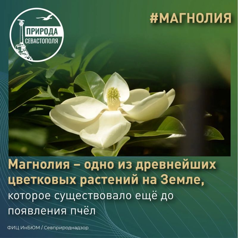#ПриродаСевастополя. На Приморском бульваре жителей и гостей Севастополя радует прекрасная аллея магнолии крупноцветковой #ПриродаСевастополя. На Приморском бульваре жителей и гостей Севастополя радует прекрасная аллея магнолии крупноцветковой