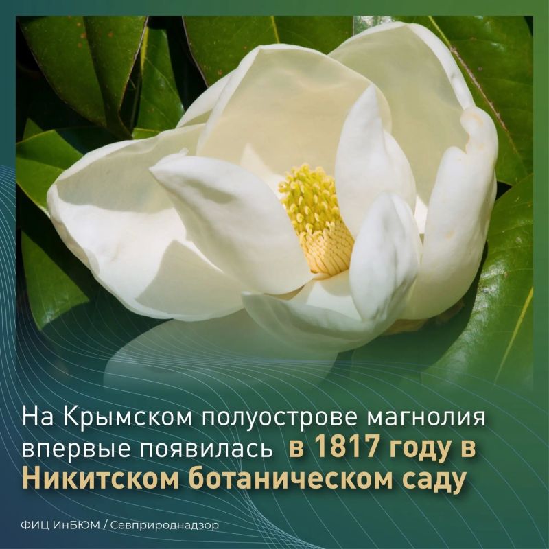 #ПриродаСевастополя. На Приморском бульваре жителей и гостей Севастополя радует прекрасная аллея магнолии крупноцветковой #ПриродаСевастополя. На Приморском бульваре жителей и гостей Севастополя радует прекрасная аллея магнолии крупноцветковой