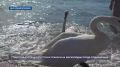 Белые лебеди приплыли на пляж в Любимовке