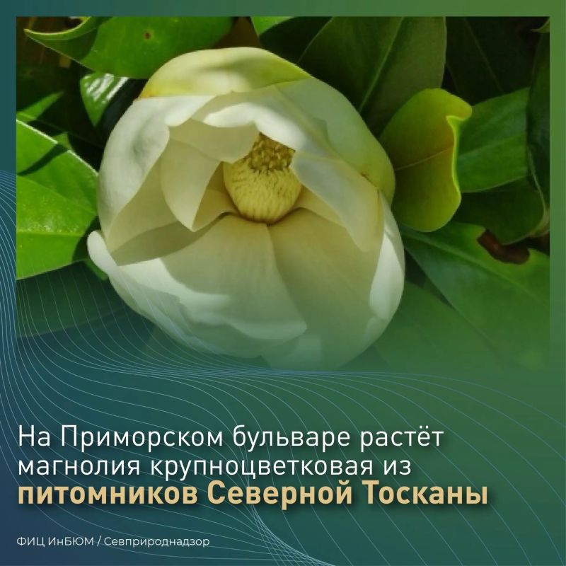 #ПриродаСевастополя. На Приморском бульваре жителей и гостей Севастополя радует прекрасная аллея магнолии крупноцветковой #ПриродаСевастополя. На Приморском бульваре жителей и гостей Севастополя радует прекрасная аллея магнолии крупноцветковой