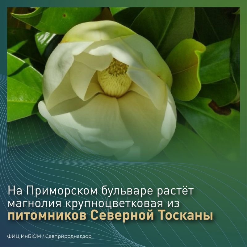 #ПриродаСевастополя. На Приморском бульваре жителей и гостей Севастополя радует прекрасная аллея магнолии крупноцветковой #ПриродаСевастополя. На Приморском бульваре жителей и гостей Севастополя радует прекрасная аллея магнолии крупноцветковой