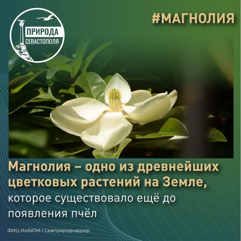 #ПриродаСевастополя. На Приморском бульваре жителей и гостей Севастополя радует прекрасная аллея магнолии крупноцветковой #ПриродаСевастополя. На Приморском бульваре жителей и гостей Севастополя радует прекрасная аллея магнолии крупноцветковой