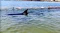 Волонтёры просят прокуратуру проверить «Безмятежное море»