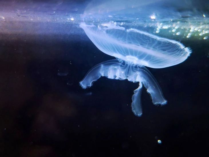 Ушастые медузы помогут следить за чистотой морской воды