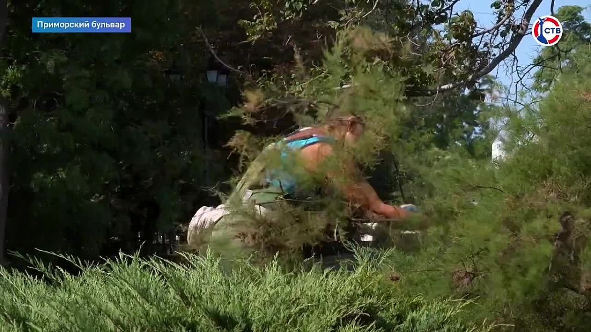 В Севастополе приводят в порядок живые изгороди и клумбы На Приморском бульваре специалисты «Парков и скверов» формируют кустарники, удаляют сухие ветви и пропалывают клумбы