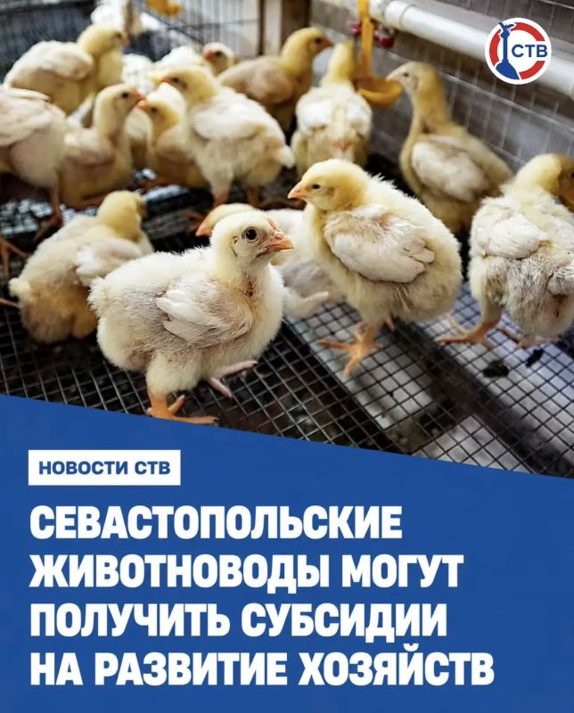 С 10 по 19 августа предприятия животноводства могут подать документы на получение субсидий