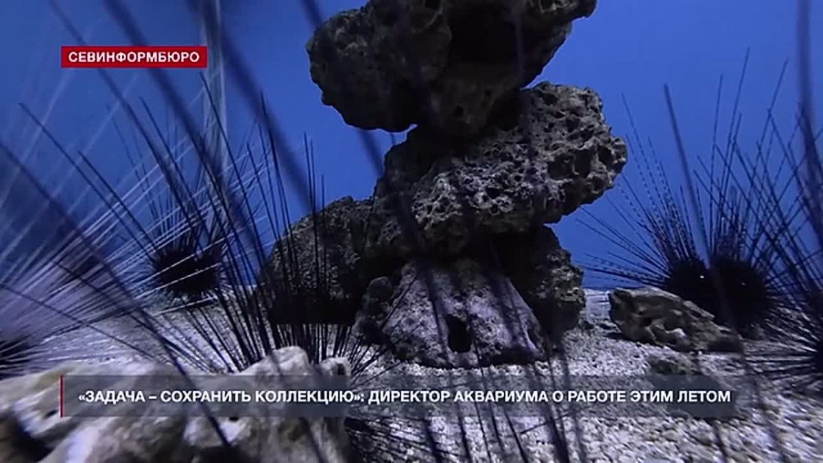 «Задача – сохранить коллекцию»: как работает Севастопольский Морской Аквариум-музей в сезон без туристов