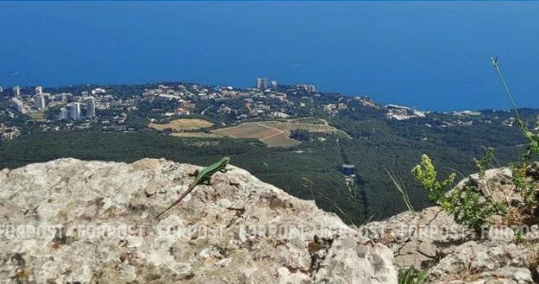 В Крыму сокращается популяция ящериц