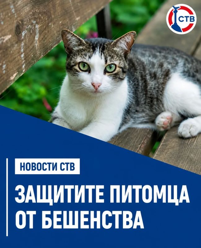Более 100 домашних животных вакцинировали от бешенства в Севастополе