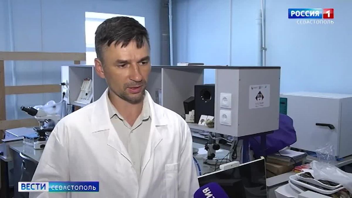 Сотрудники Института биологии южных морей вернулись с Дальнего Востока