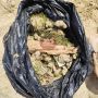 На пляжах Крыма обнаружили шарики из пальмового масла