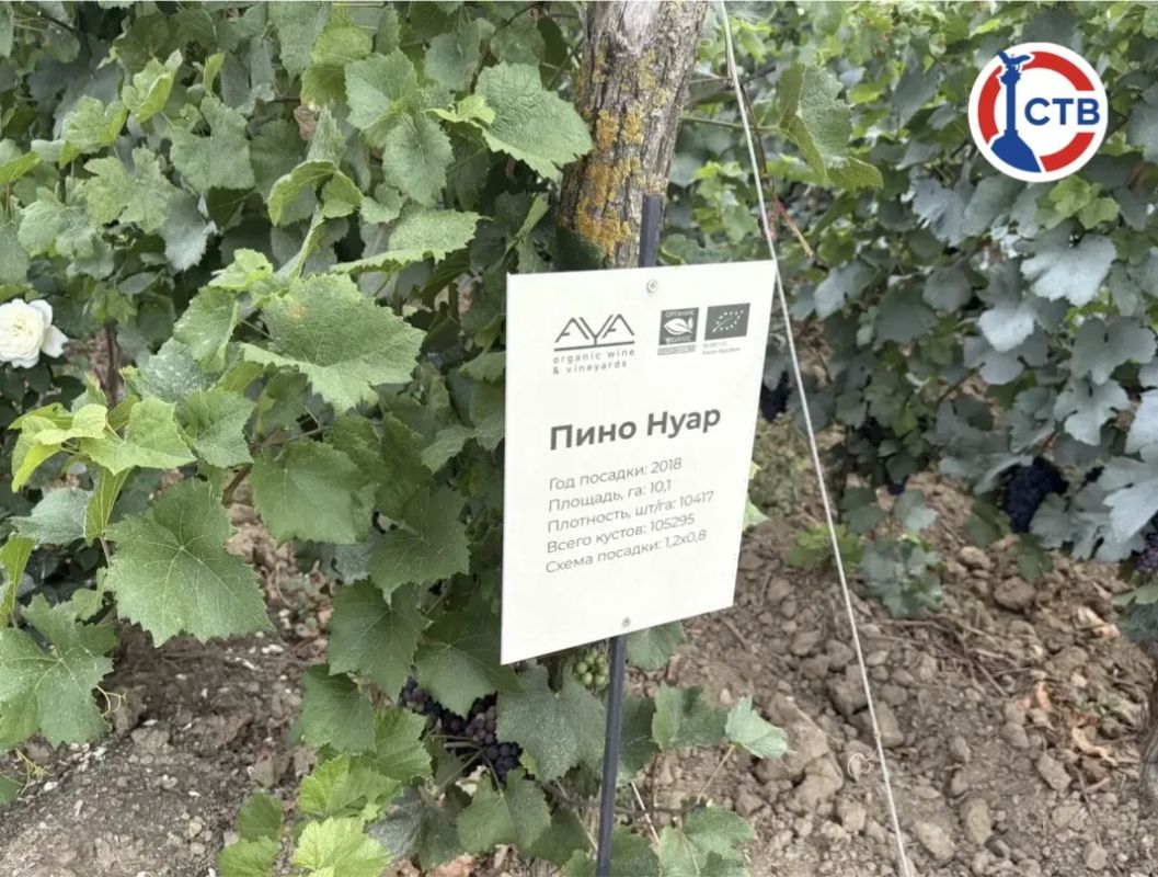 Виноградники готовятся к новому урожаю В селе Родном специалисты удаляют пасынковые гроздья, чтобы основные грозди получили больше питательных веществ и смогли лучше созреть Виноградники готовятся к новому урожаю В селе Родном специалисты удаляют пасынковые гроздья, чтобы основные грозди получили больше питательных веществ и смогли лучше созреть
