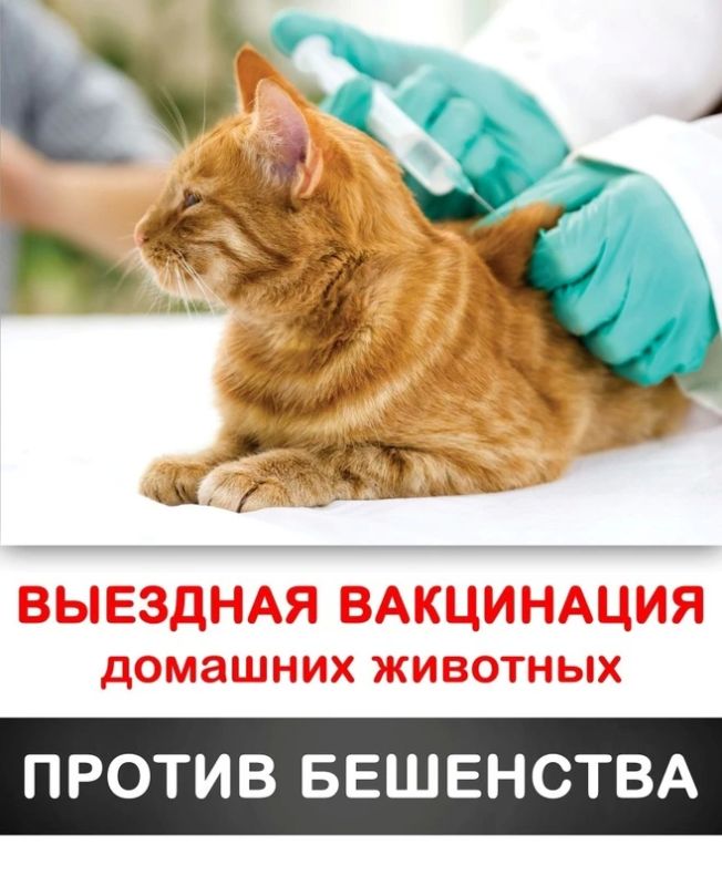 Главное управление ветеринарии города Севастополя информирует о бесплатных противоэпизоотических мероприятиях