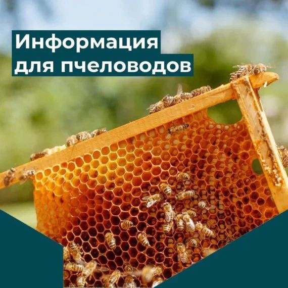 Информация для пчеловодов. Автономная некоммерческая организация «Севастопольский центр сельхозкомпетенции» информирует: 05 сентября 2026 года по адресу: г. Севастополь наб