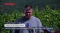 В Севастополе стартовал сбор столового винограда