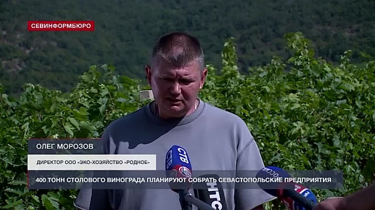 В Севастополе стартовал сбор столового винограда