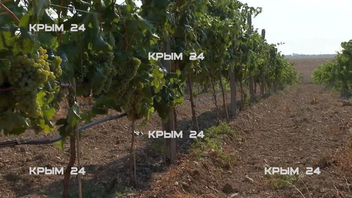 До конца года в Крыму проверят 190 виноградарских хозяйств До конца года в Крыму проверят 190 виноградарских хозяйств