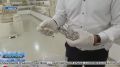 Свыше полутора тысяч артефактов обнаружили археологи при раскопках Южного пригорода Херсонеса