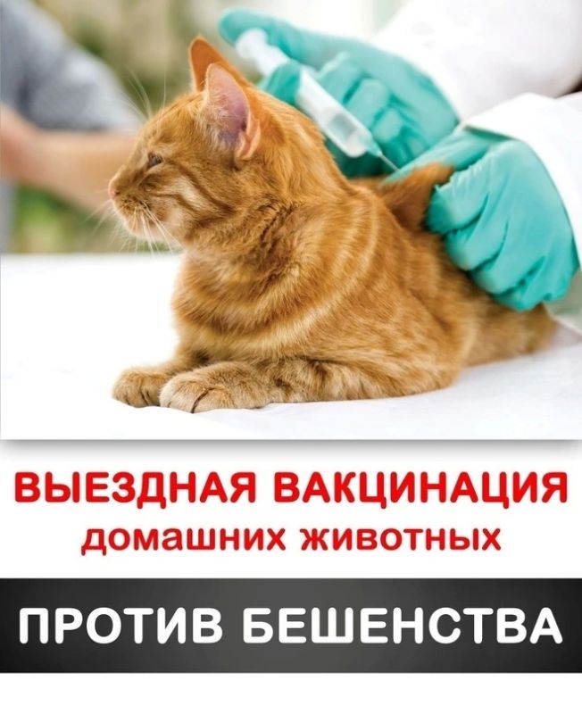 Главное управление ветеринарии города Севастополя информирует о бесплатных противоэпизоотических мероприятиях