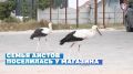 ���������� �� ����� �������� ���� ����� ������� ������ �������������, ���� ���� � ������������