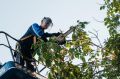 Специалисты «Севастопольэнерго» выполняют аварийную обрезку деревьев