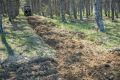 50 тысяч саженцев высадят в лесах Севастополя
