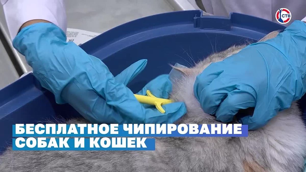 В правительстве Севастополя обсудили, как прошли выборы
