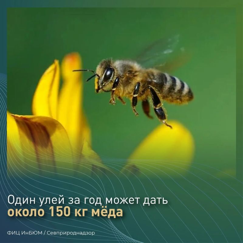 #ПриродаСевастополя. В Красную книгу Севастополя занесено 12 видов пчёл, среди них – три вида пчёл-плотников #ПриродаСевастополя. В Красную книгу Севастополя занесено 12 видов пчёл, среди них – три вида пчёл-плотников