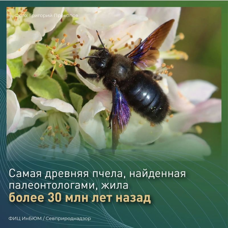 #ПриродаСевастополя. В Красную книгу Севастополя занесено 12 видов пчёл, среди них – три вида пчёл-плотников #ПриродаСевастополя. В Красную книгу Севастополя занесено 12 видов пчёл, среди них – три вида пчёл-плотников