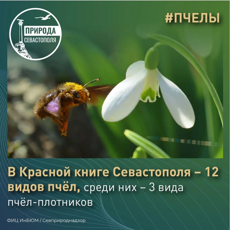 #ПриродаСевастополя. В Красную книгу Севастополя занесено 12 видов пчёл, среди них – три вида пчёл-плотников #ПриродаСевастополя. В Красную книгу Севастополя занесено 12 видов пчёл, среди них – три вида пчёл-плотников