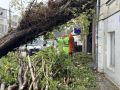 Куда звонить, если заметили подтопленную дорогу или упавшее дерево?