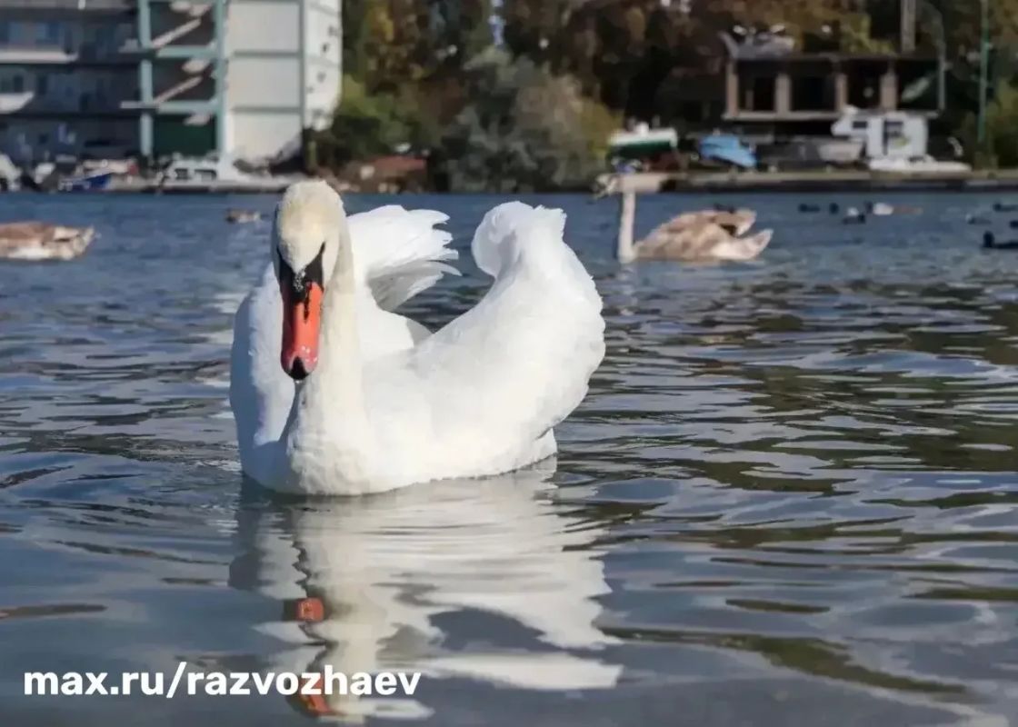 В Севастополь на зимовку прилетели лебеди В Севастополь на зимовку прилетели лебеди