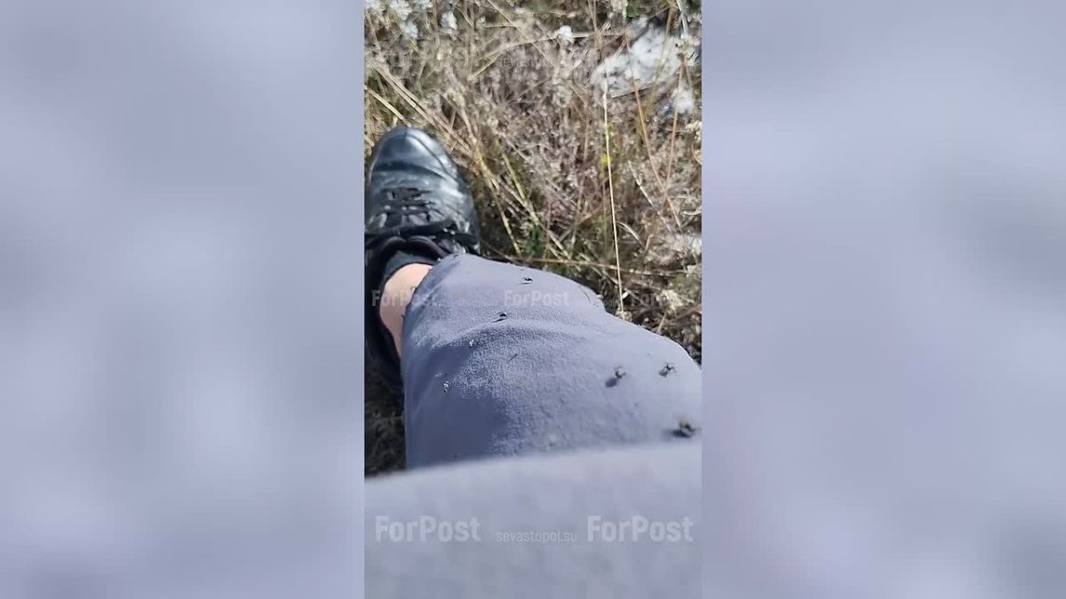 Представьте: вы поднимаетесь по тропе на яйлу, вокруг — тишина и горный воздух