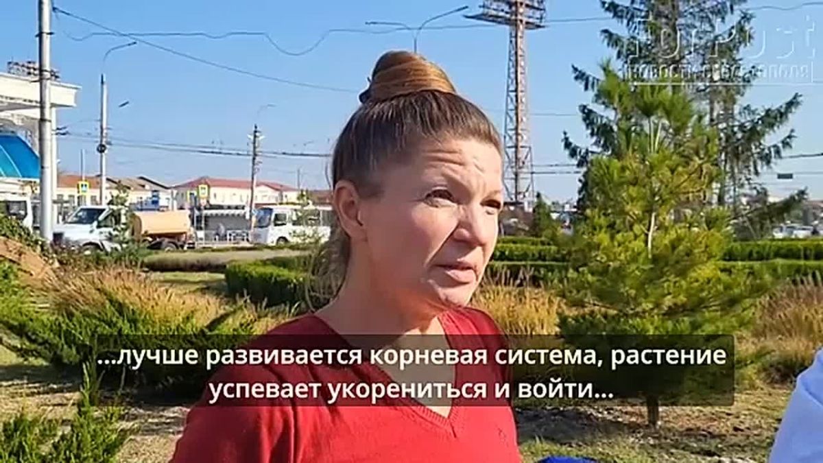 Ель, высаженная в центре площади Восставших вместо пластиковой пальмы, постепенно привыкает к новому месту